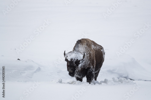 Snowy american bison in winter landscape