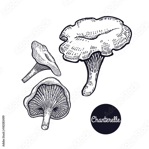 Vintage engravings mushroom Chanterelle.