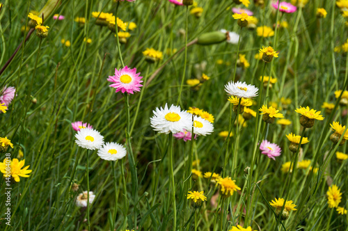Colorful daisies in green grass