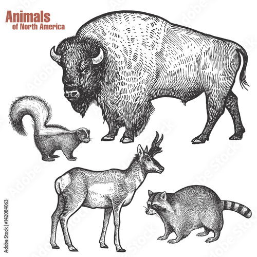 Animals of North America set.