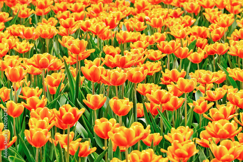 Tulips garden © estherpoon