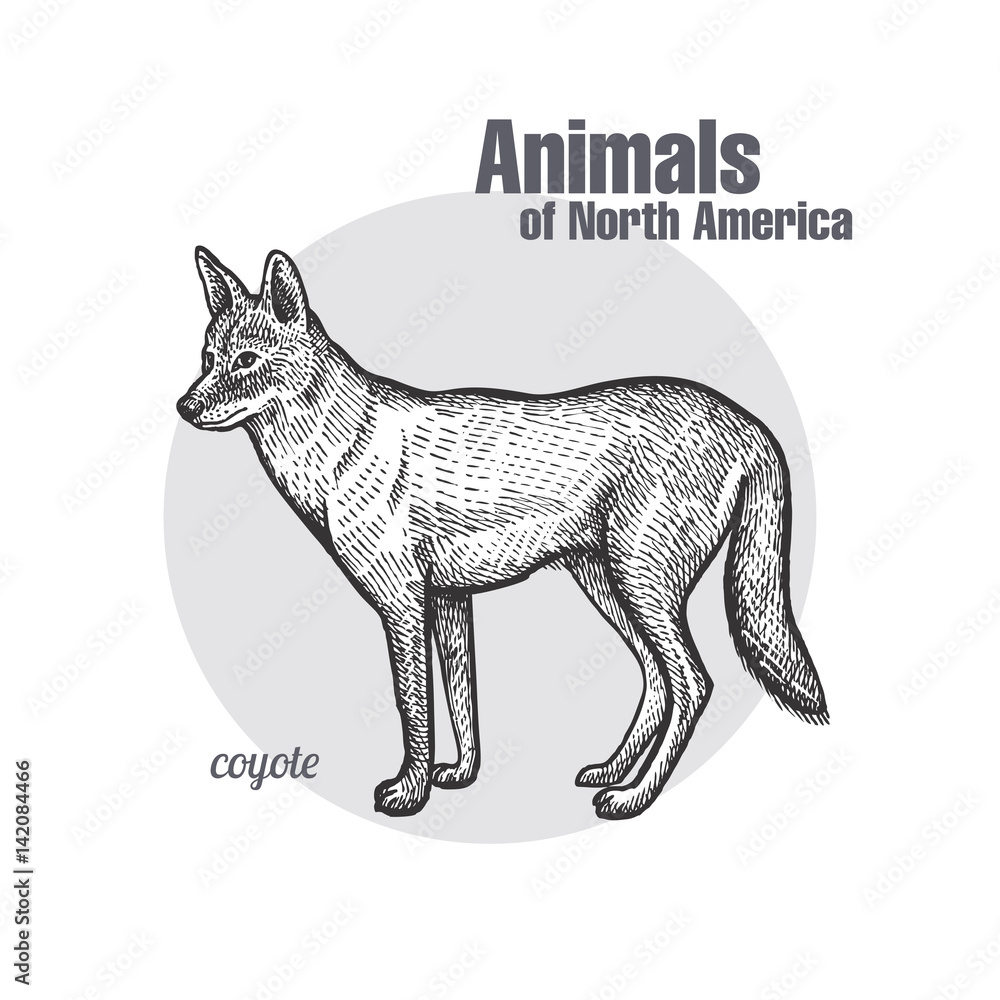 Obraz premium Coyote. Animals of North America series.