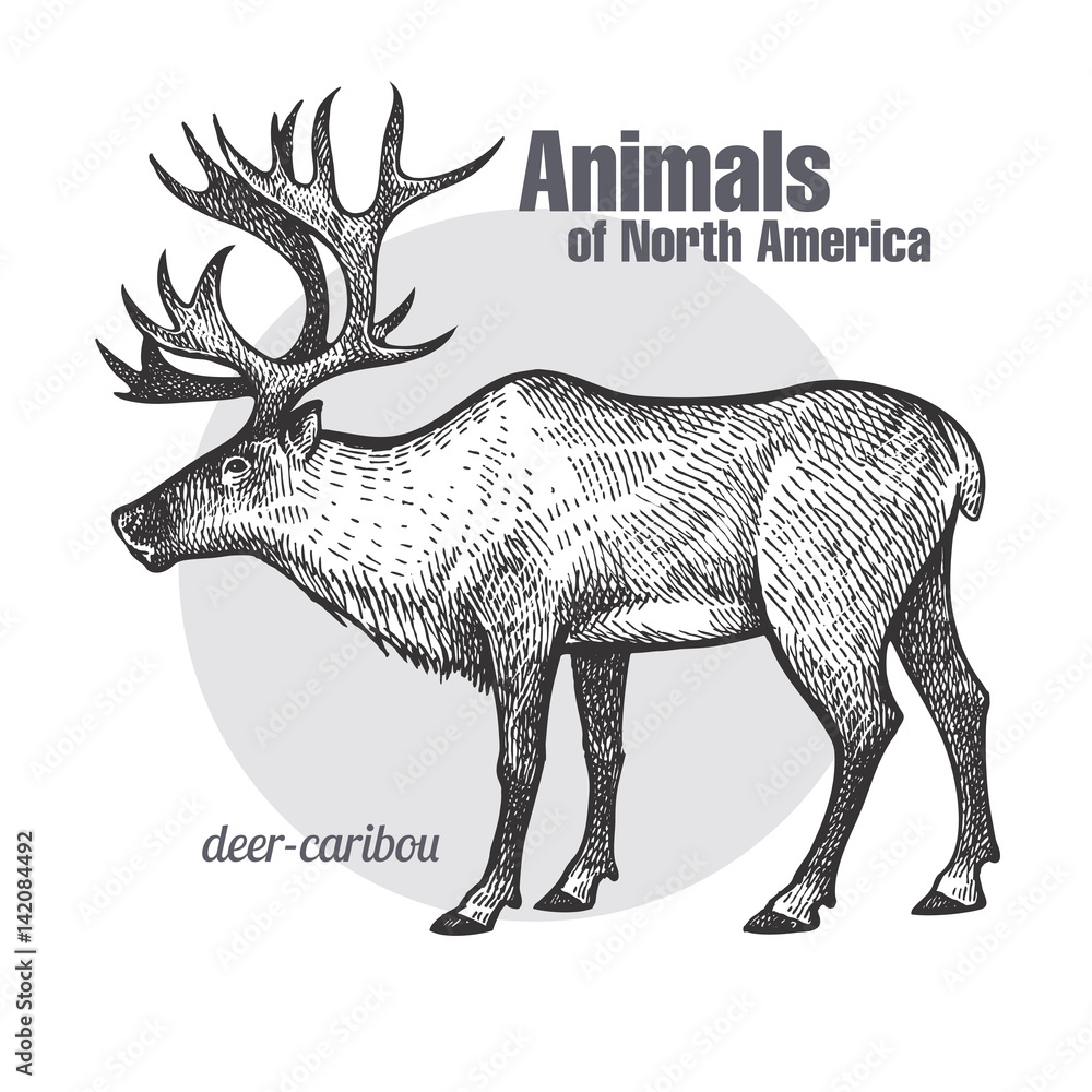 Obraz premium Deer caribou. Animals of North America series.