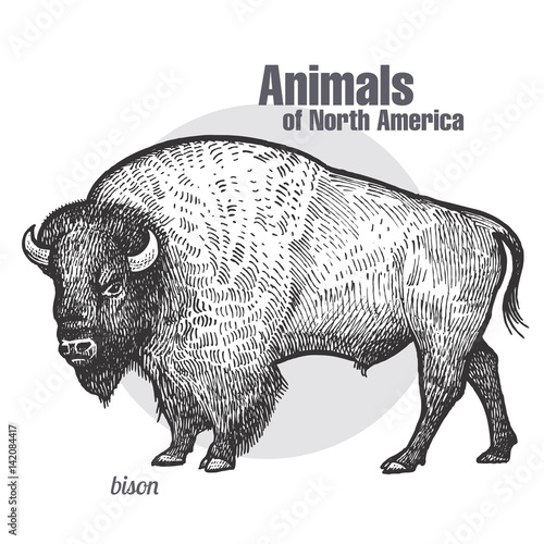 Animal of North America Bison.