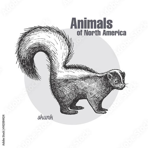 Animal of North America Skunk.