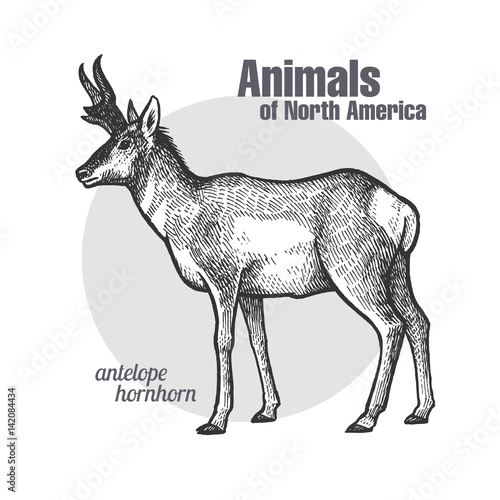 Animal of North America Pronghorn antelope.