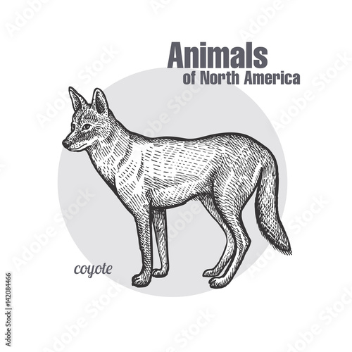 Coyote. Animals of North America series. photo