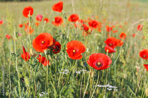 Red poppies in the meadow