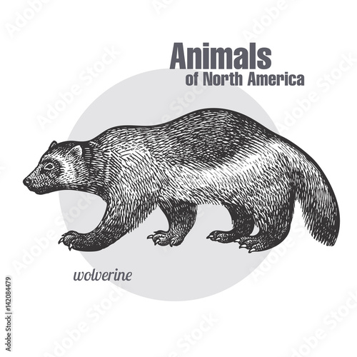 Wolverine. Animals of North America series.