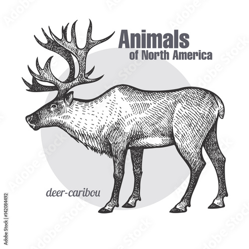 Deer caribou. Animals of North America series.