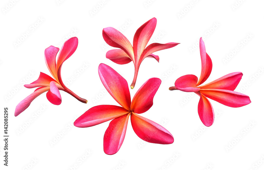 Obraz premium Red frangipani flower isolated on white background
