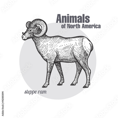 Steppe ram. Animals of North America series.