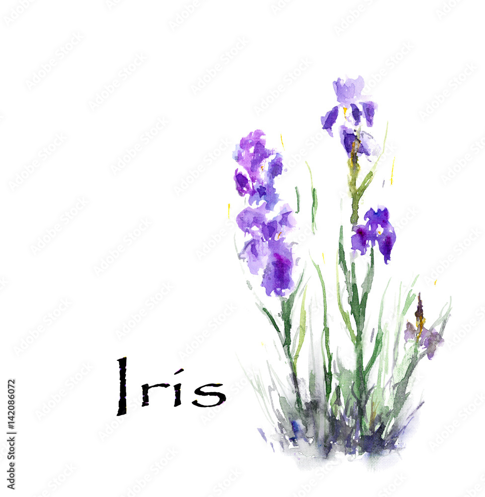 Obraz premium Irys. Akwarela kwiaty ilustracja na białym tle.