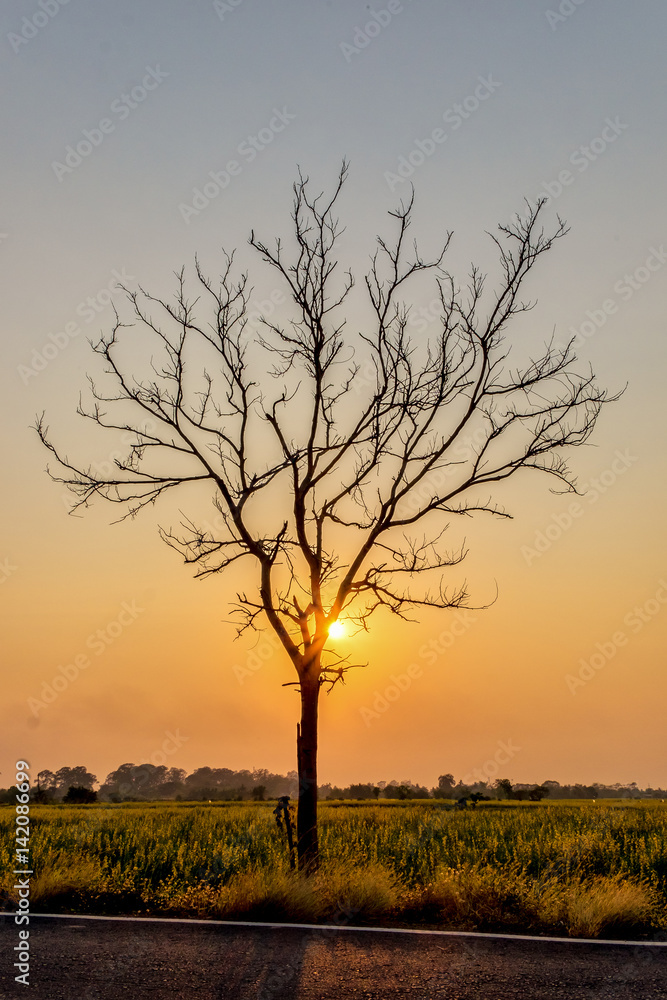 Silhouette  Leafless tree at sunset with orange sky in background. Halloween concept.
