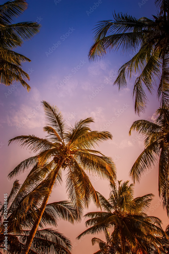 Sunset against the backdrop of palm trees.