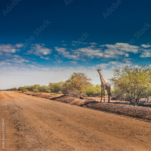 The giraffe stands at the edge of the road. Africa. The giraffe looks at the road.