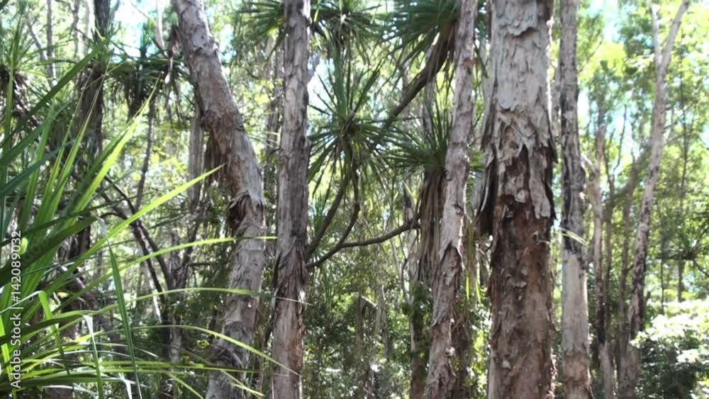 Tropical Forest in the North of Australia Tropical Forest in the North of Australia