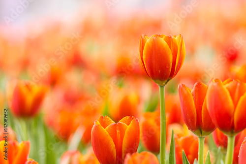 Beautiful bouquet of orange tulips flower field
