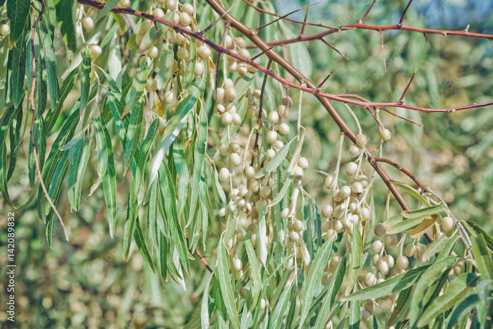 Fototapeta premium Bunches of ripe berries, bitten by birds, on oleaster (elaeangus angustifolia) tree branch