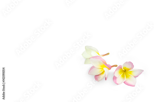 isolated pretty pink frangipani flower on white background
