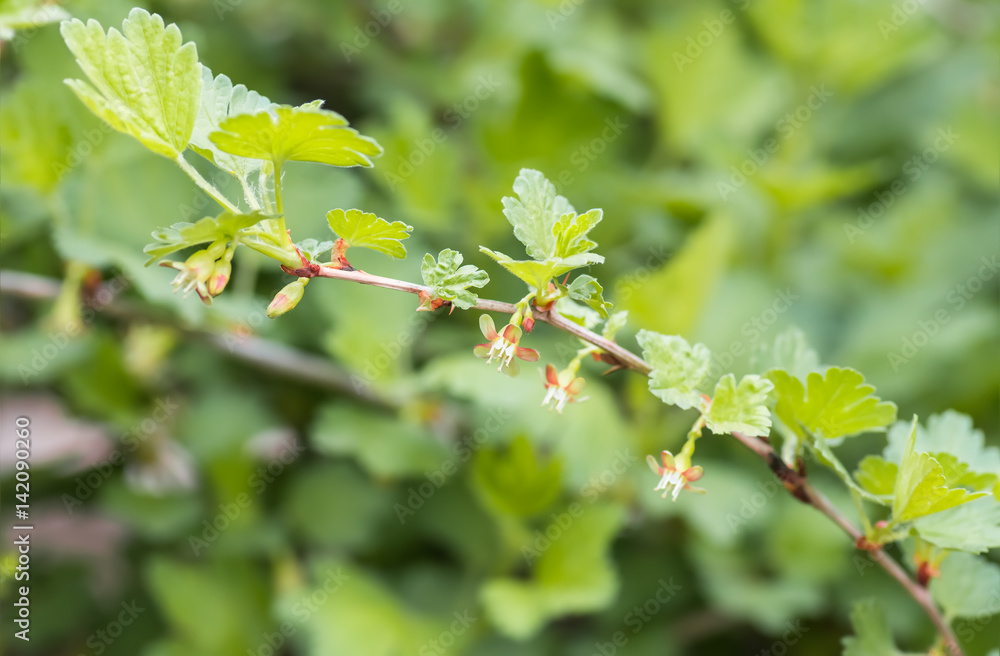 flowers gooseberry blooming on a branch of bush flowers gooseberry blooming on a branch of bush