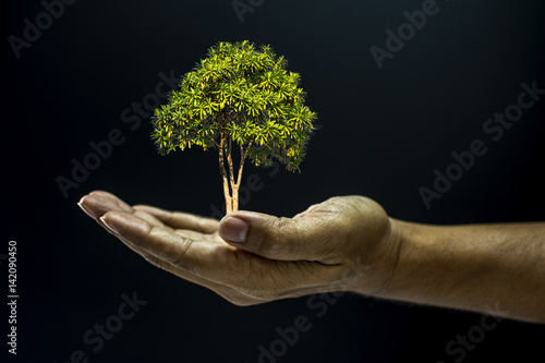 Hand holding a tree