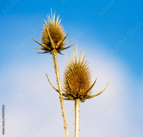 Prickly dry plant against the sky