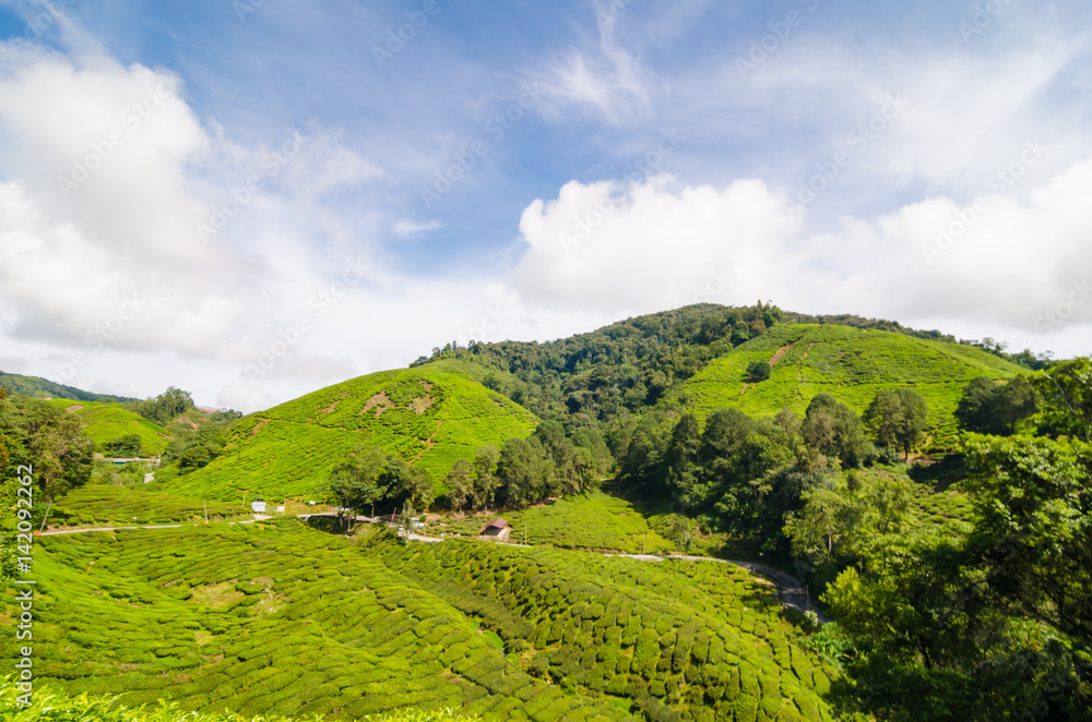 Tea field on mountain at Cameron highland Tea field on mountain at Cameron highland