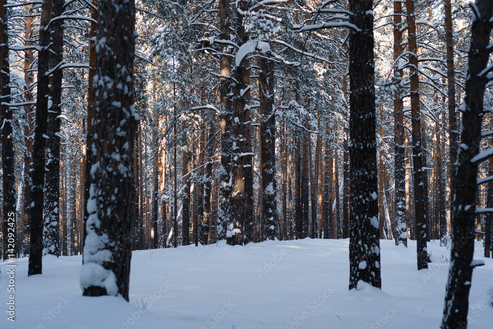 Pine forest on a sunny winter morning Pine forest on a sunny winter morning