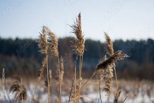 Reed thickets  on a sunny winter morning © Oksana