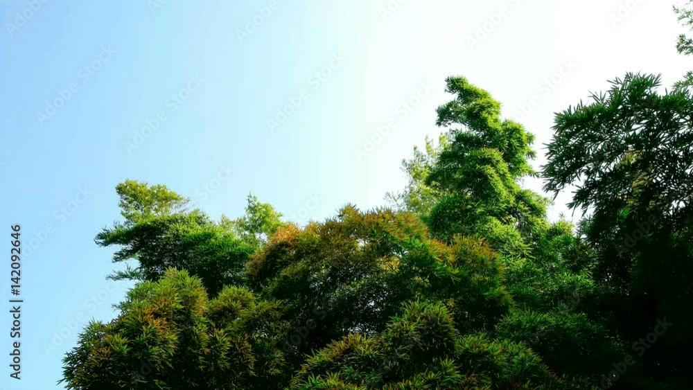 봄 바람에 초록빛 대나무가 흔들리고 있다. 봄 바람에 초록빛 대나무가 흔들리고 있다.