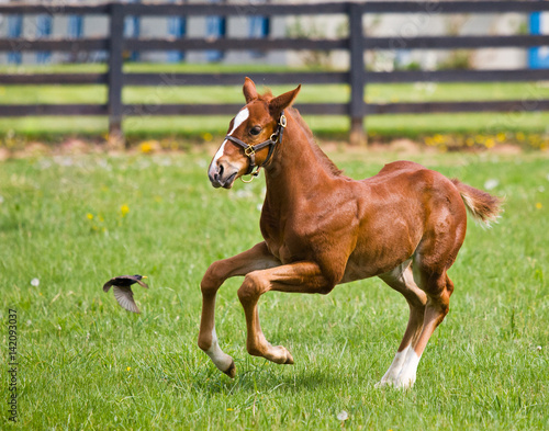 Kentucky Thoroughbred Horse photo