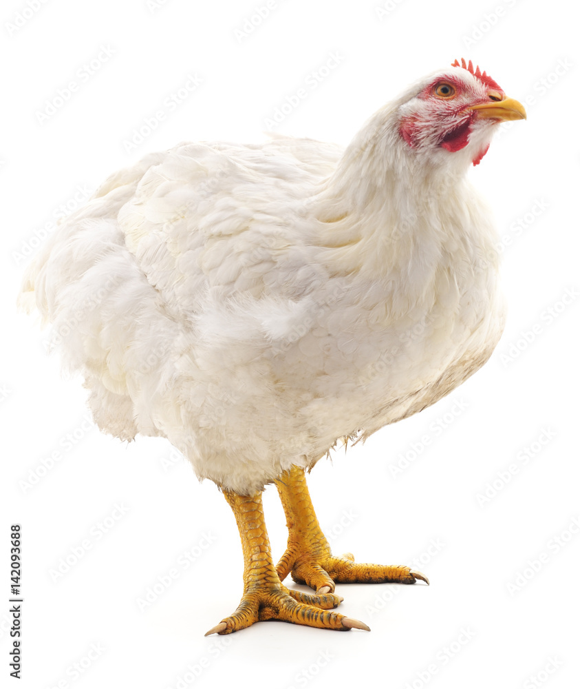 Fototapeta premium White hen.