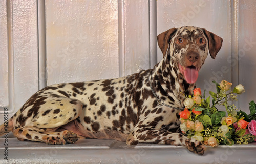 Dalmatian with flowers photo