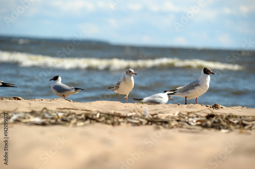 Seagulls on the shore walk photo