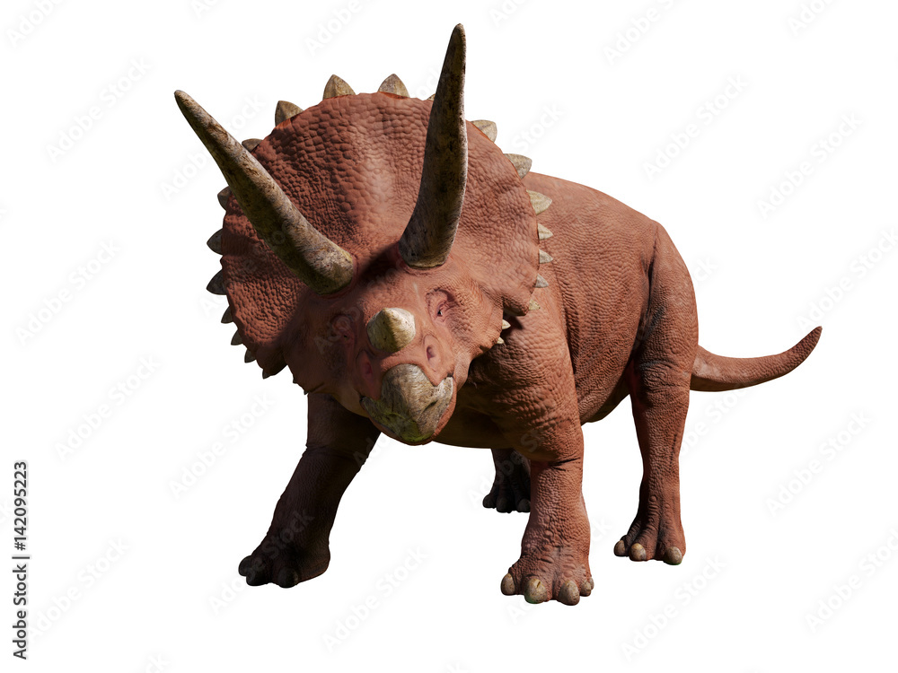 Fototapeta premium Triceratops horridus of the late Cretaceous period between 66 and 68 million years ago