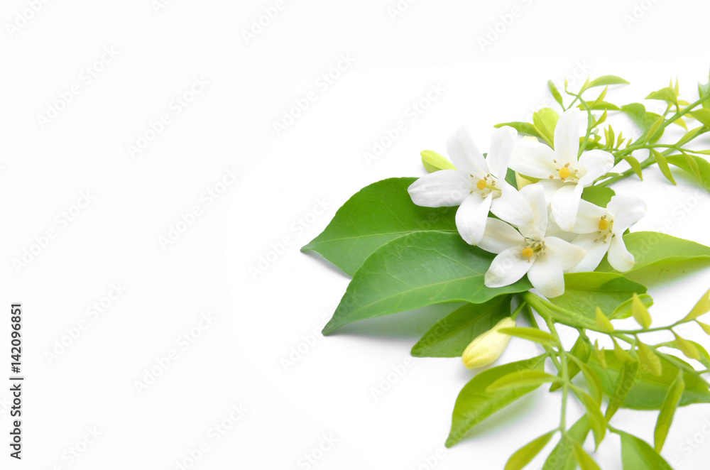 White flowers are arranged to look beautiful. White flowers are arranged to look beautiful.