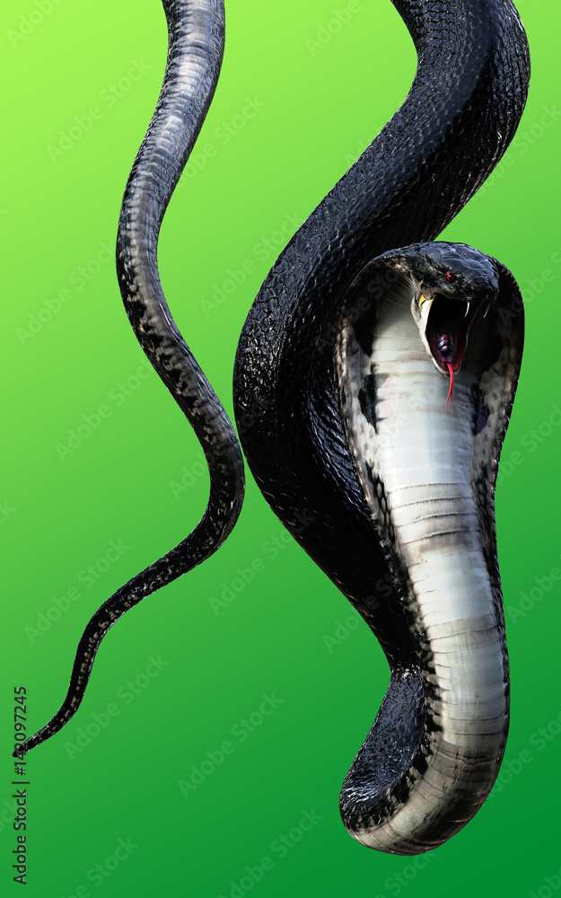 3d King Cobra The World's Longest Venomous Snake Isolated On Dark  Background , King Cobra Snake, 3d Illustration, 3d Rendering Stock Photo,  Picture and Royalty Free Image. Image 149339060.