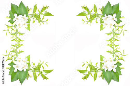 Fotografie White flowers are arranged to look beautiful.
