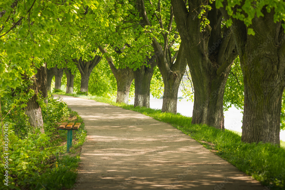 View of alley in park on a springtime. Selective focus and blurred background. View of alley in park on a springtime. Selective focus and blurred background.