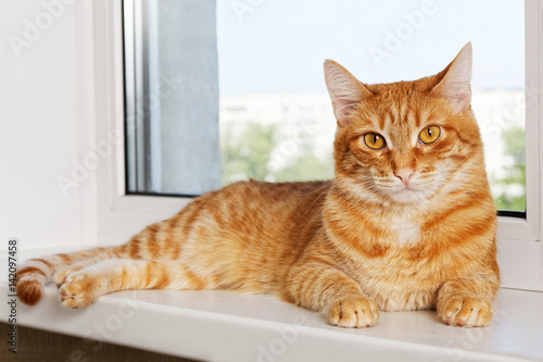 Red cat lying on window sill