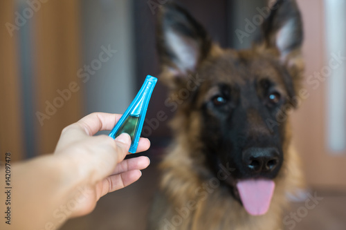 Medicine from parasites of mites for the prevention of dogs. Selective focus