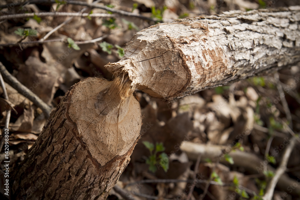 Tree showing wear from a beaver Tree showing wear from a beaver