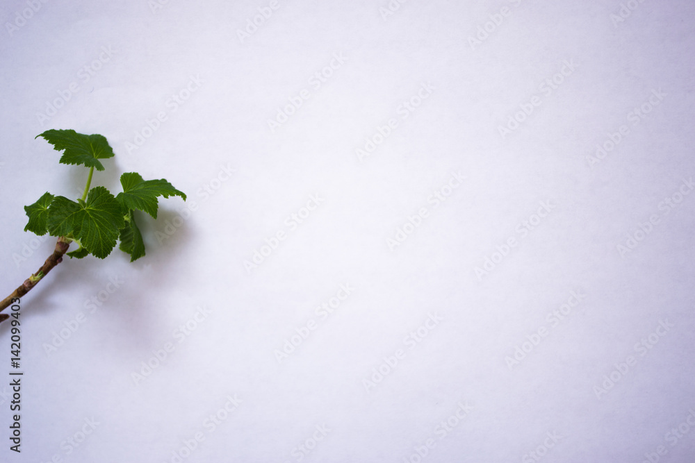 Green leaves on white background Green leaves on white background