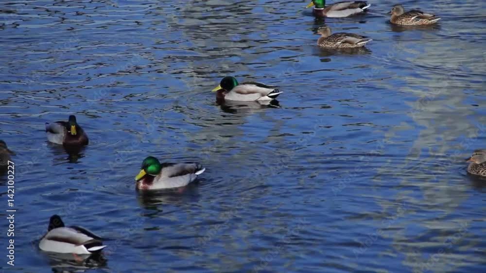 Group of mallard ducks swimming and waiting the feeding Group of mallard ducks swimming and waiting the feeding
