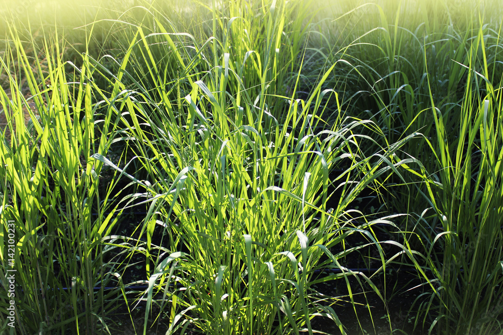 Panicum virgatum, commonly known as switchgrass, is a perennial bunchgrass . Panicum virgatum, commonly known as switchgrass, is a perennial bunchgrass .