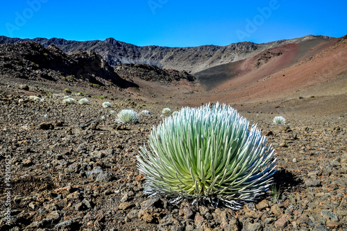 Stunning view of a Silversword plant in the center of Haleakala Crater in Haleakala National Park on the island of Maui, Hawaiian Islands, USA. The rare Silversword only lives in the Haleakalā area. photo