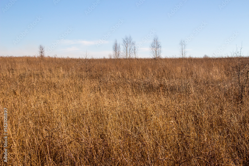 Field of yellow grass
