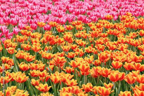 Tulips garden © estherpoon