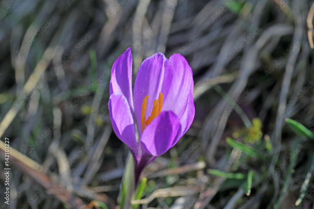 Frühlingskrokus (Crocus vernus), Alpen, Schweiz Frühlingskrokus (Crocus vernus), Alpen, Schweiz